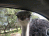 A visitor inside the car