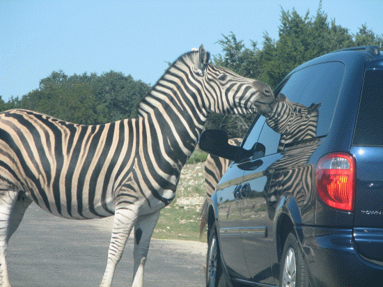 A hungry Zebra