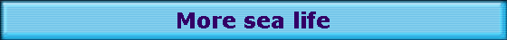 More sea life