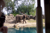 Animal Kingdom