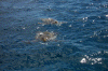 Turtles!