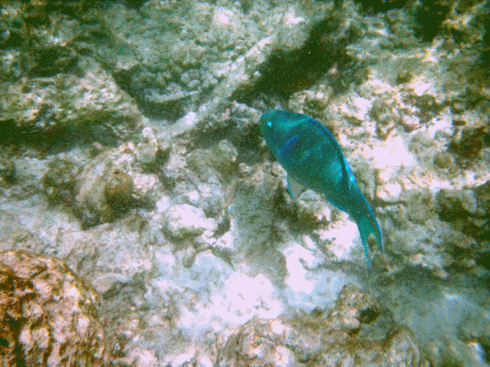 Aruba sea life
