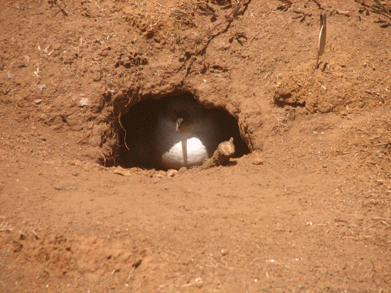 Hawaiian bird nesting