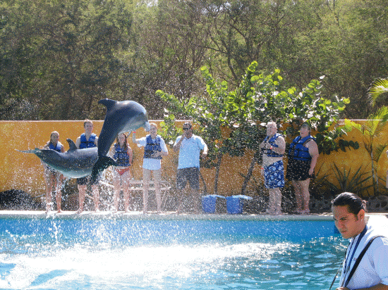 Dophins!