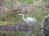 Seen from the airboat