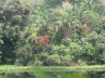 Jungle as seen from the train