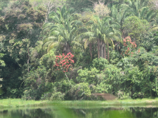 Jungle as seen from the train