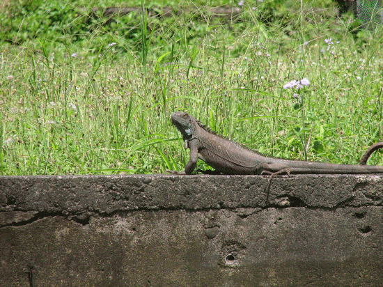 Mr. Iguana sunning