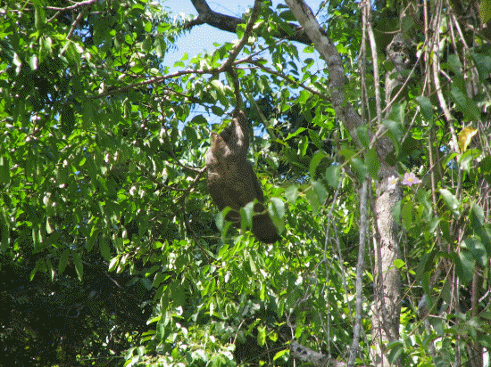 Sloth hanging around
