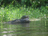 Sunning Turtle