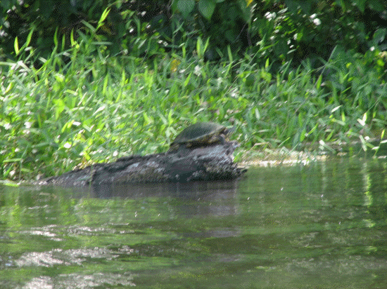 Sunning Turtle