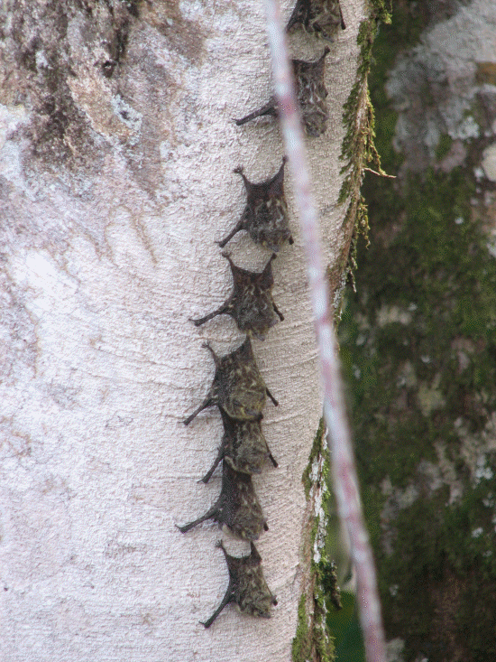 Bats!