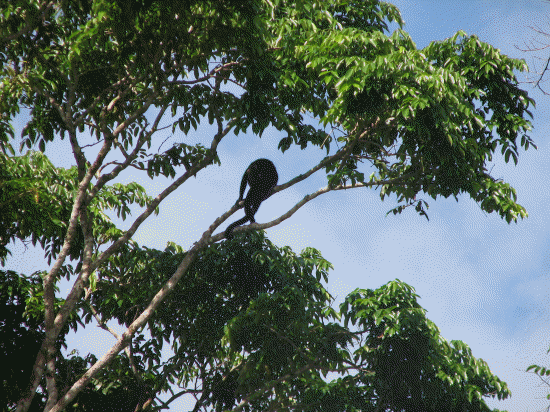 Monkey high above