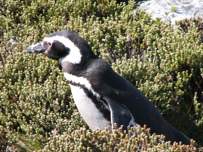 Our first Penguin
