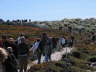 Herd of Tourists