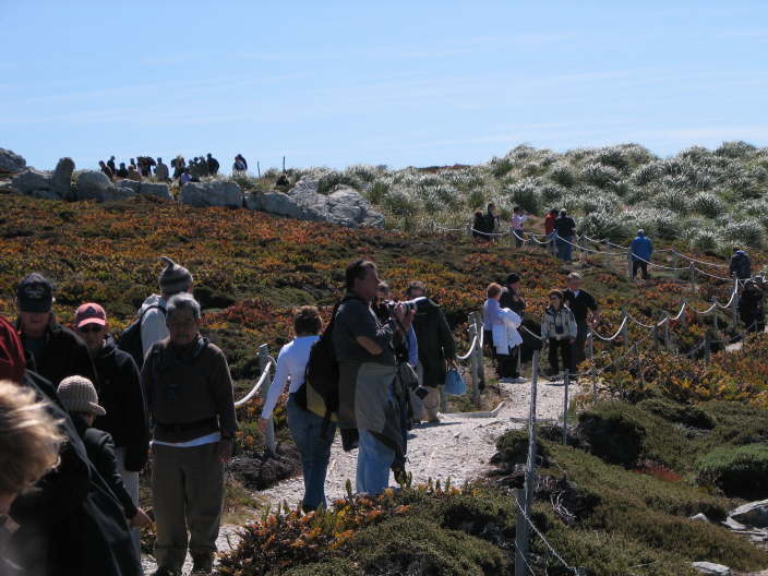 Herd of Tourists