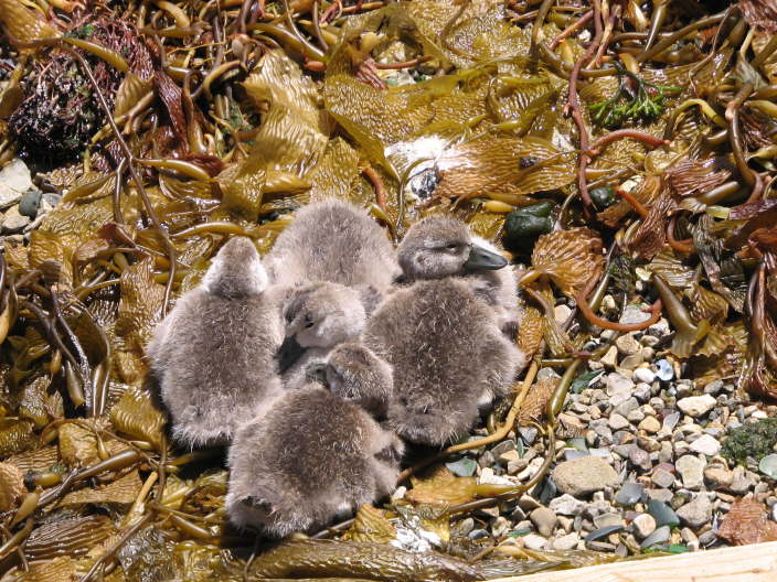 Baby Ducks
