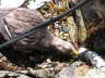 Mother Duck