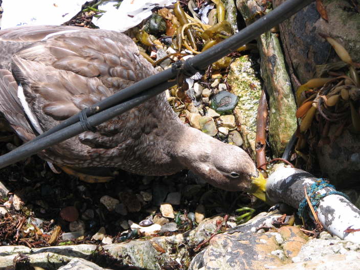 Mother Duck