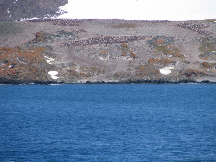 Penguin colonies?