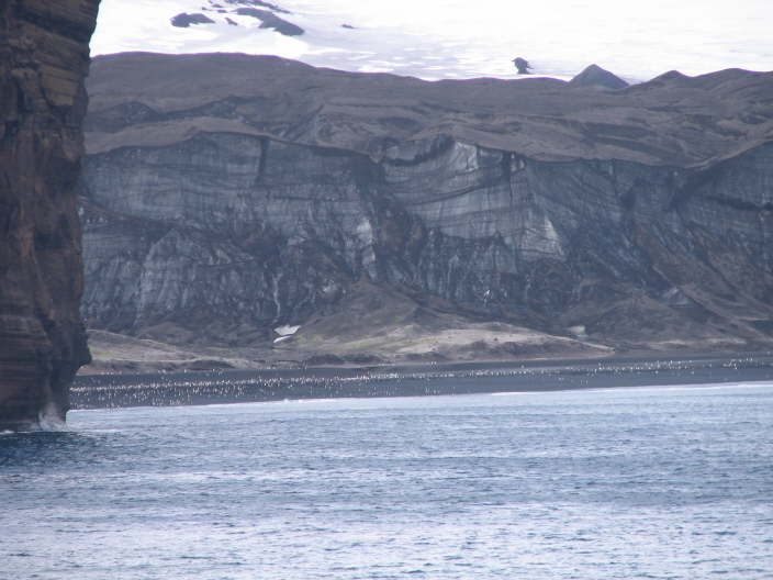 Lots of Penguins