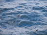 More swimmers