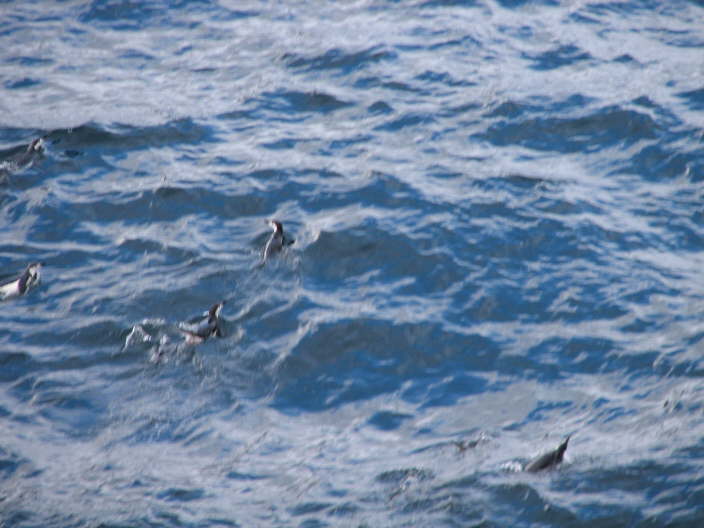 More swimmers