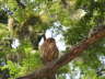 Bird in a tree