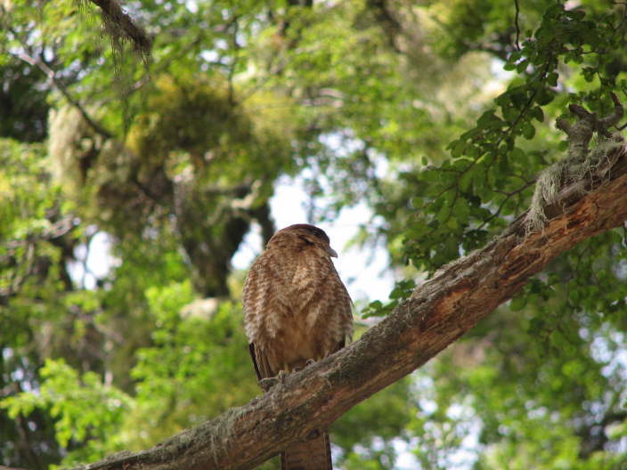 Bird in a tree