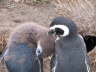 Probably chick and mother