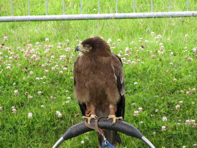 One of the birds