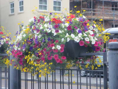 Flowers at Newcastle